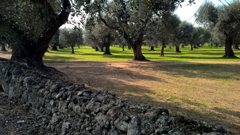 oliveti e muretti a secco 800